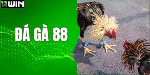 Đá Gà 88 - Thưởng Thức Các Màn Chọi Kê Hấp Dẫn Và Kịch Tính