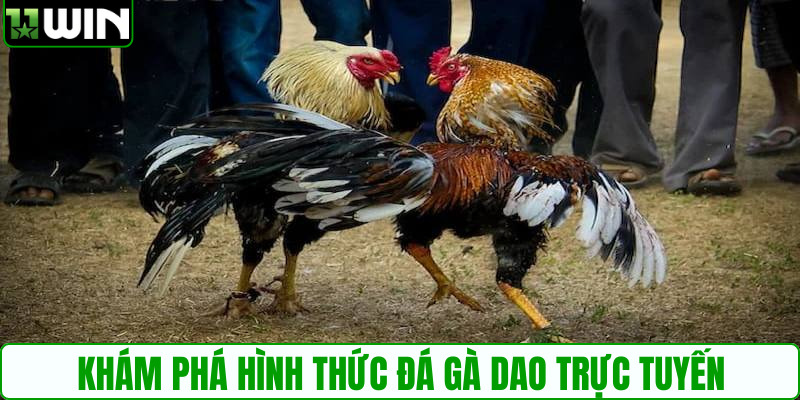 Khám phá hình thức đá gà dao trực tuyến