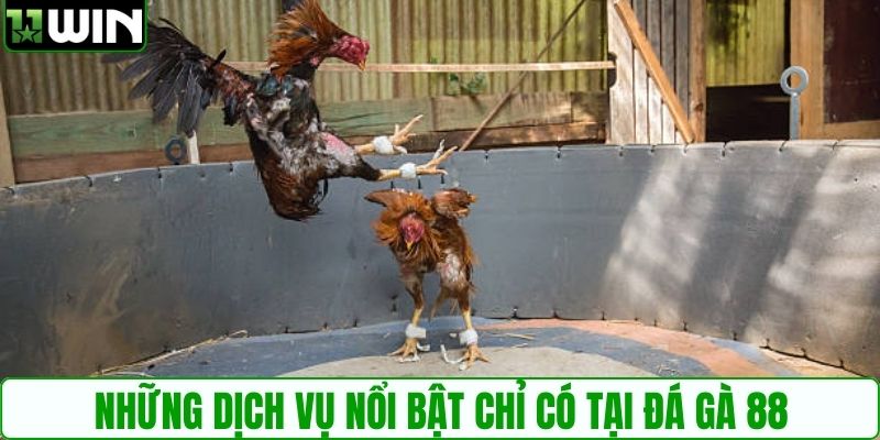 Những dịch vụ nổi bật chỉ có tại đá gà 88