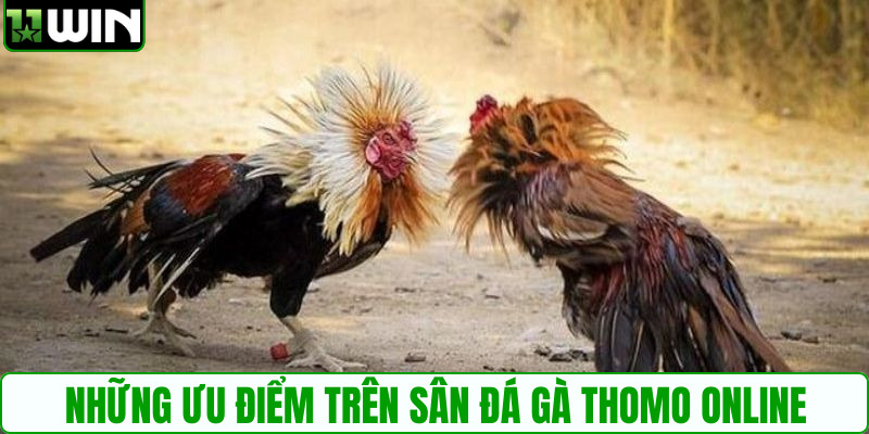 Những ưu điểm trên sân đá gà Thomo online
