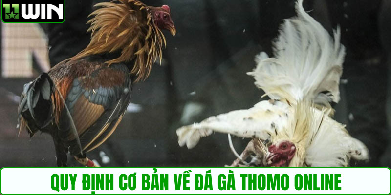 Quy định cơ bản về đá gà Thomo online