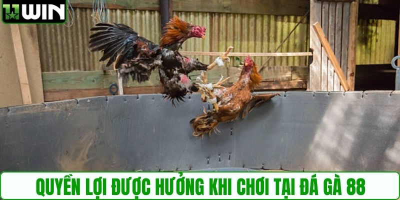 Quyền lợi được hưởng khi chơi tại đá gà 88