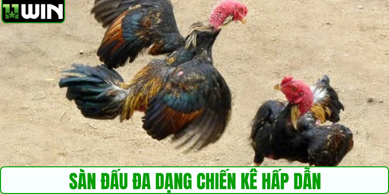 Sàn đấu đa dạng chiến kê hấp dẫn