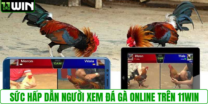 Sức hấp dẫn người xem đá gà online trên 11WIN