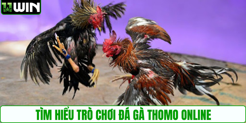 Tìm hiểu trò chơi đá gà Thomo online