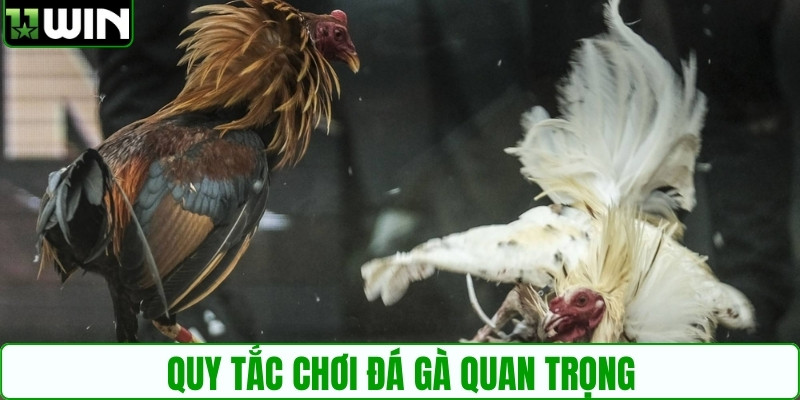 Quy tắc chơi đá gà quan trọng